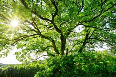 Tüm dünyanın tercihi ESCO Modeli Türkiye’de de geleceğin enerji yatırım modeli olacak